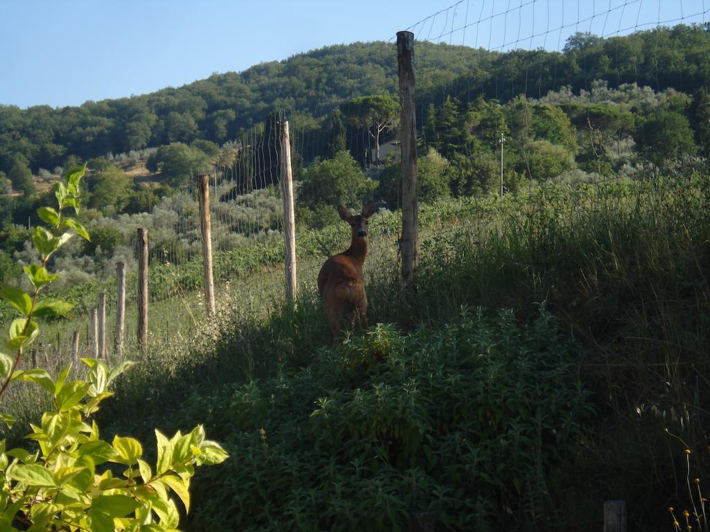 Il Cielo Bio - Il Piu Piccolo B&B Del Chianti Greve in Chianti Exterior photo